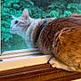 cat, window, screen, greenery, fur, curious, indoor, outdoor, pets, animal, sill, claws, nature, brown, cream, closeup, sideview, domestic_cat, resting, quiet