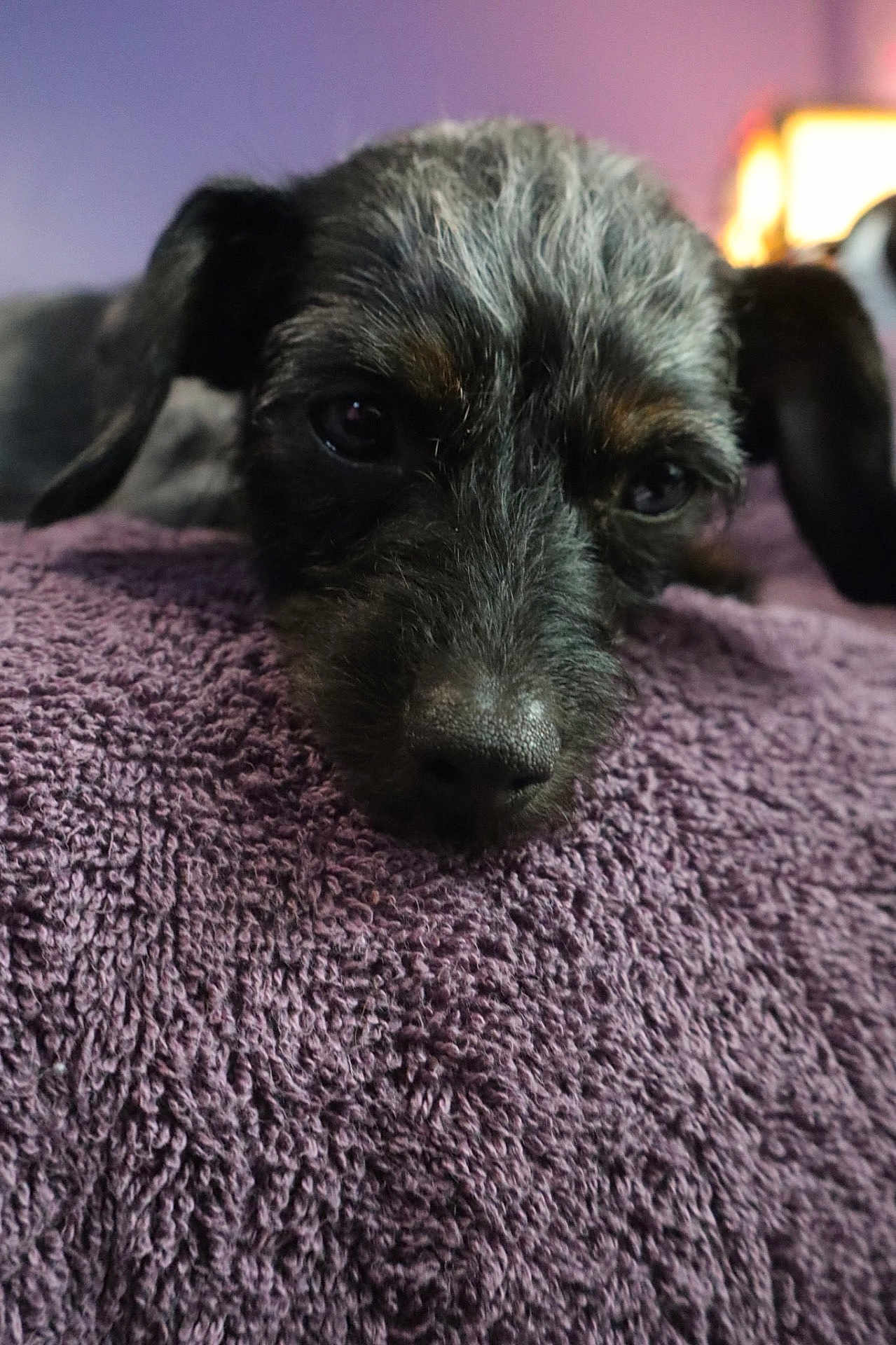 Zelda