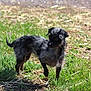 Zelda is registered to the contest to win money with this photo: dog, outdoor, grass, animal, pet, small_dog, curious, alert, sunlight, nature, fur, standing, canine, scruffy, field, daylight, earth, walking, ears, tail