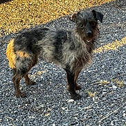 Zelda joined the competition — help win amazing prizes! dog, animal, pet, outdoor, gravel, sunlight, shadow, fur, small_dog, curious, standing, alert, scruffy, black_fur, brown_fur, ears, eyes, snout, nature, daylight