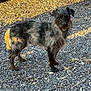 dog, animal, pet, outdoor, gravel, sunlight, shadow, fur, small_dog, curious, standing, alert, scruffy, black_fur, brown_fur, ears, eyes, snout, nature, daylight