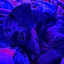 dog, sleeping, blanket, fur, pet, cozy, curled_up, indoor, resting, purple_light, blue_light, animal, canine, closeup, snout, ear, nostril, fur_texture, peaceful, quiet