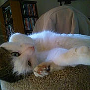 Spot is registered to the contest to win money with this photo: cat, white_cat, tabby_cat, pet, indoor, feline, resting, paw, carpet, cushion, bookshelf, books, chair, relaxing, fur, closeup, whiskers, home, curious, animal