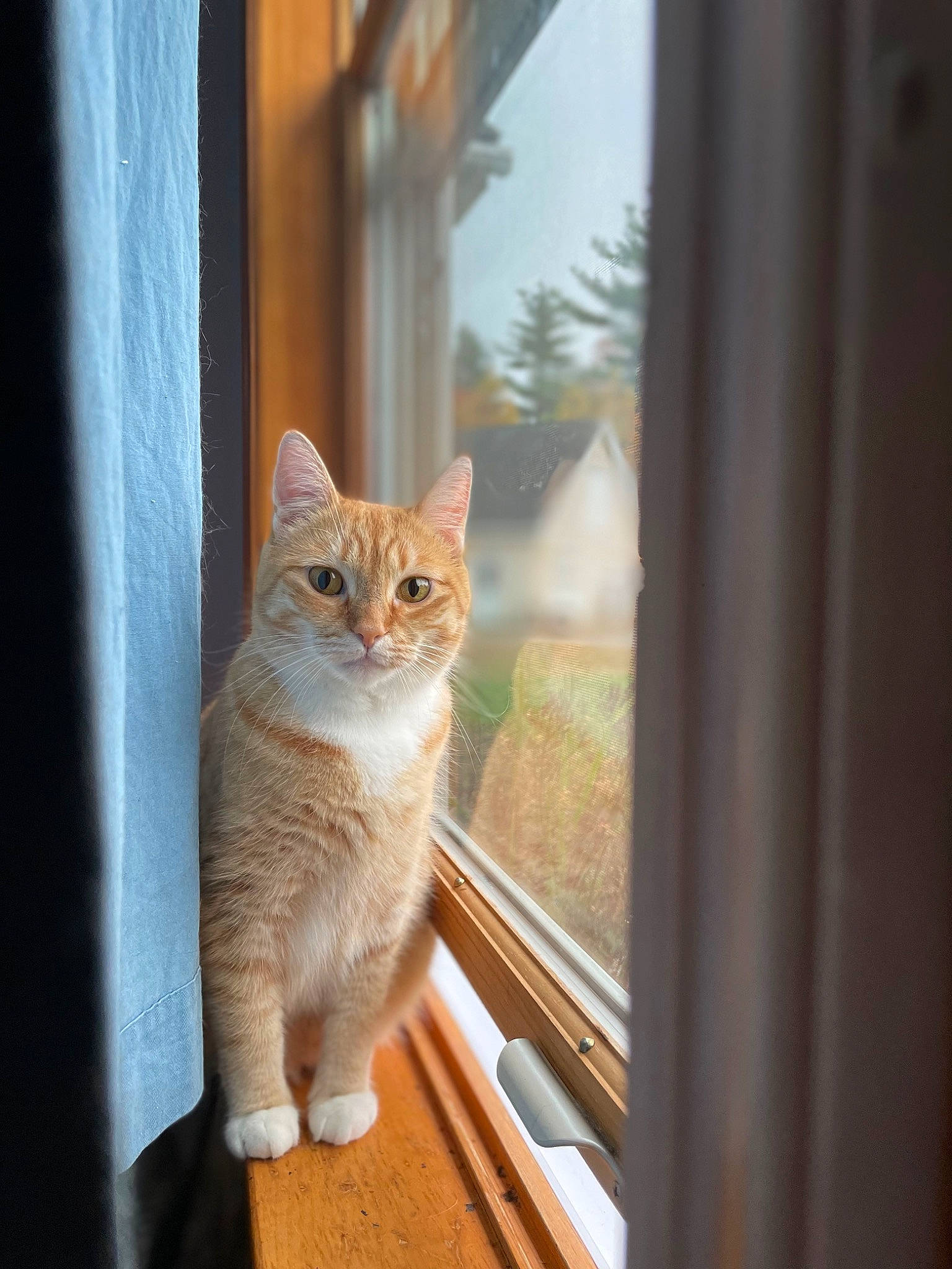 Khloe joined the competition — help win amazing prizes! carnivore, cat, curtain, domestic_short_haired_cat, door, fawn, felidae, fur, glass, hardwood, home_door, plant, sash_window, small_to_medium_sized_cats, snout, tail, tree, whiskers, window, wood