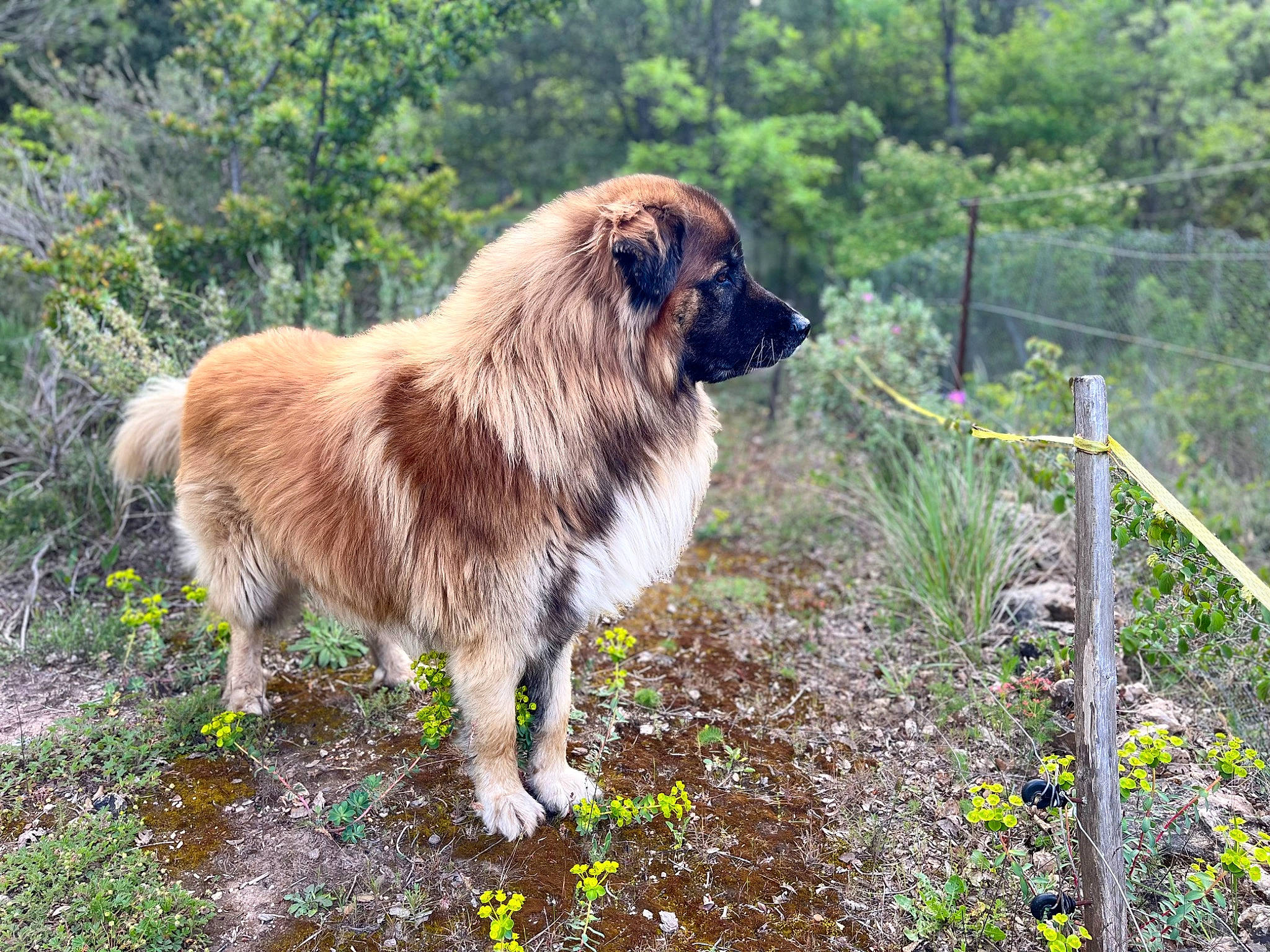 Marley a rejoint le concours — aidez-le/la à gagner de superbes lots ! canidae, carnivore, companion_dog, dog, dog_breed, fawn, fence, fur, giant_dog_breed, grass, liver, plant, snout, sporting_group, tail, terrestrial_animal, tree, whiskers, wildlife, working_animal
