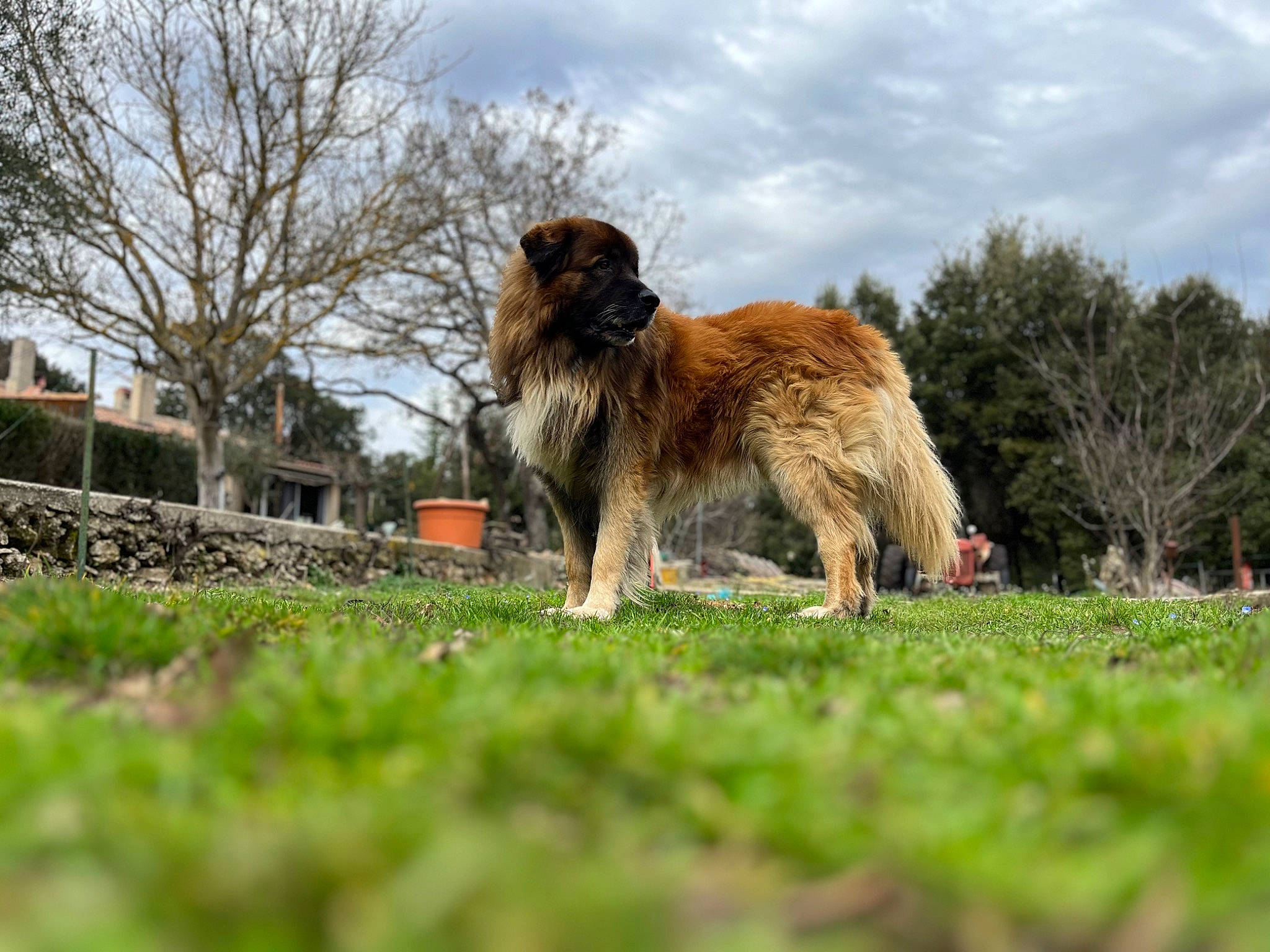 Marley participe au concours pour gagner de l'argent avec cette photo : building, canidae, carnivore, cloud, companion_dog, dog, dog_breed, fawn, grass, grassland, pasture, plant, sky, sporting_group, tail, tree, wildlife, working_dog