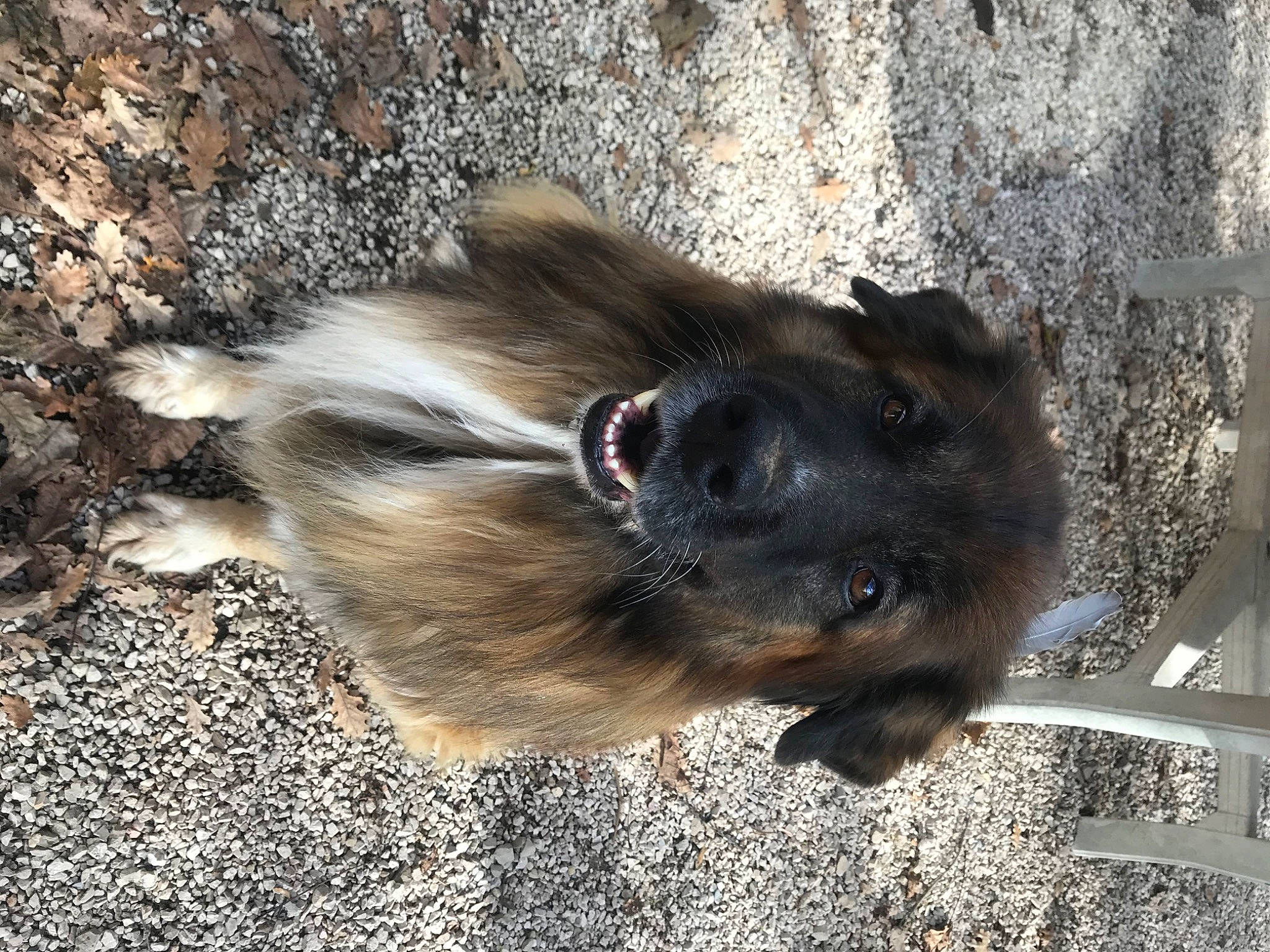 Marley a rejoint le concours — aidez-le/la à gagner de superbes lots ! canidae, carnivore, companion_dog, dog, dog_breed, fawn, fur, liver, paw, shadow, snout, soil, sporting_group, tail, terrestrial_animal, wildlife, working_animal