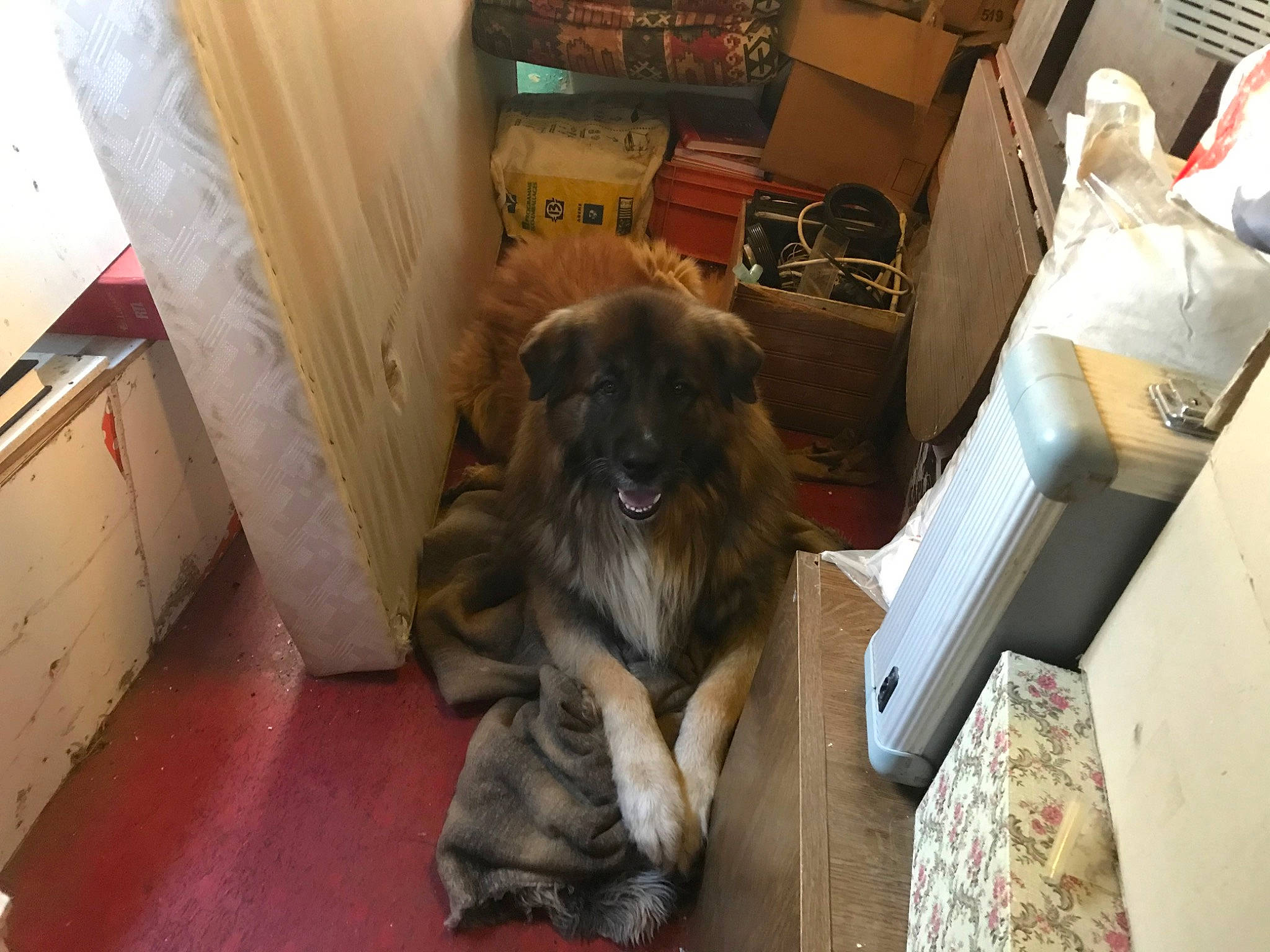 Marley participe au concours pour gagner de l'argent avec cette photo : bookcase, box, carnivore, companion_dog, dog, dog_breed, fawn, floor, flooring, fur, guard_dog, hardwood, leonberger, room, shelf, shipping_box, snout, sporting_group, wood, working_animal