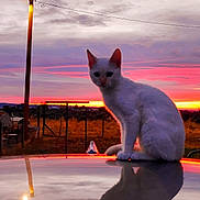 Baby joined the competition — help win amazing prizes! cat, white_cat, animal, pet, sitting, car_roof, reflection, sunset, sunrise, pink_sky, clouds, streetlamp, rural, fence, field, outdoors, portrait, silhouette, dramatic_lighting, evening