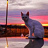 cat, white_cat, animal, pet, sitting, car_roof, reflection, sunset, sunrise, pink_sky, clouds, streetlamp, rural, fence, field, outdoors, portrait, silhouette, dramatic_lighting, evening