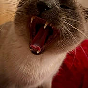 Grizou a rejoint le concours — aidez-le/la à gagner de superbes lots ! cat, yawning, close_up, teeth, tongue, fur, whiskers, indoor, red_blanket, cozy, pet, animal, sleepy, mouth_open, cute, feline, soft, relaxed, home, warm_lighting