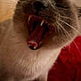 cat, yawning, close_up, teeth, tongue, fur, whiskers, indoor, red_blanket, cozy, pet, animal, sleepy, mouth_open, cute, feline, soft, relaxed, home, warm_lighting
