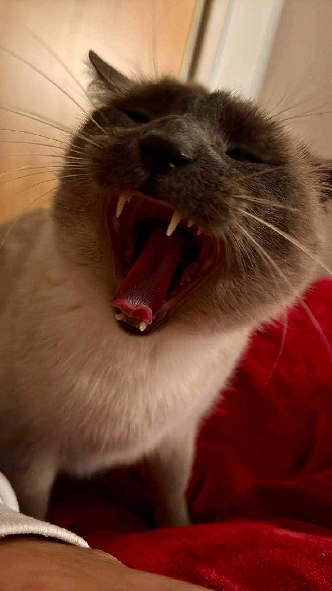Grizou