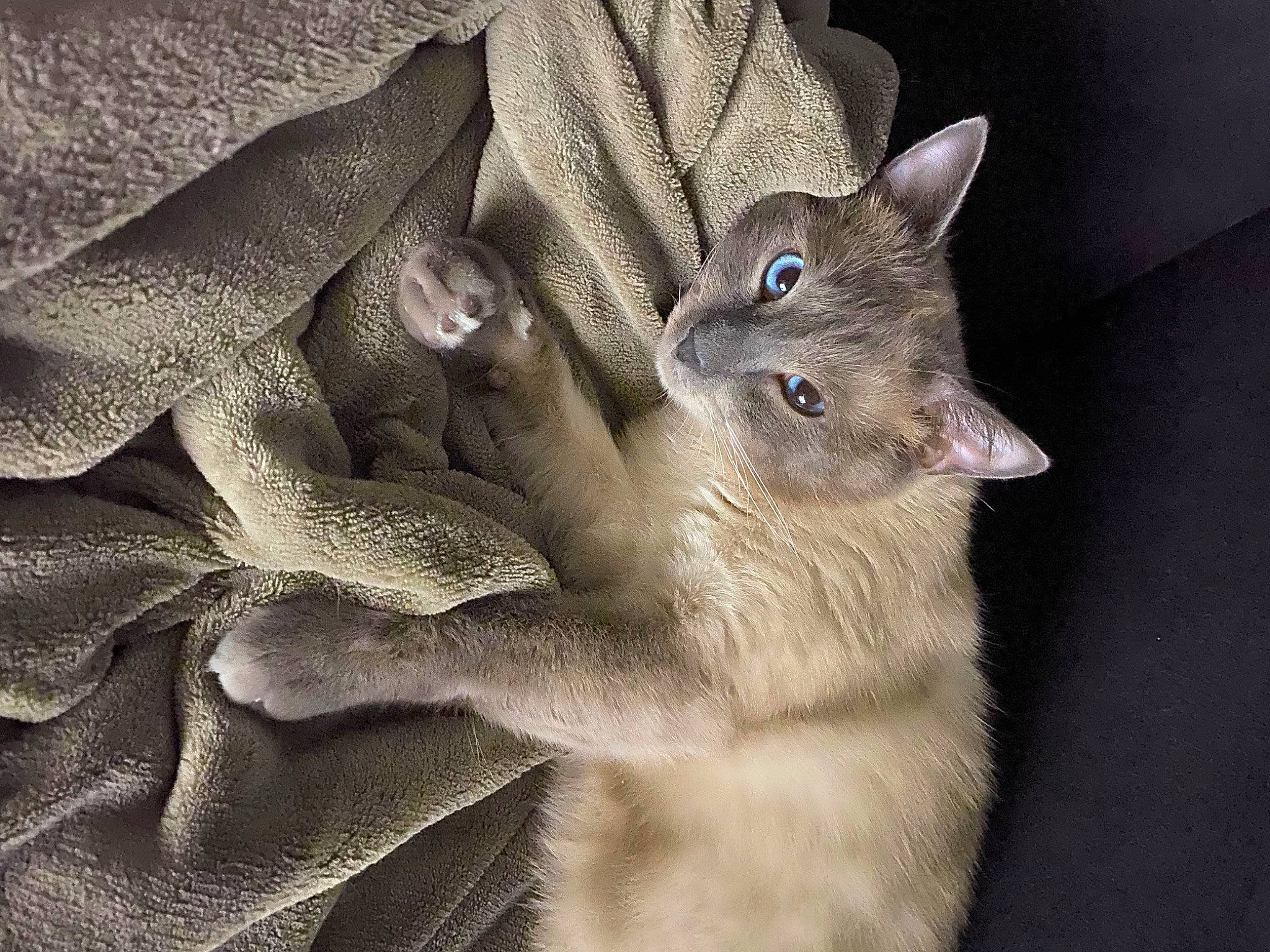 Grizou a rejoint le concours — aidez-le/la à gagner de superbes lots ! asian, british_shorthair, burmese, carnivore, cat, chartreux, chausie, domestic_short_haired_cat, fawn, felidae, fur, kitten, korat, mammal, nebelung, russian_blue, small_to_medium_sized_cats, thai, tonkinese, whiskers