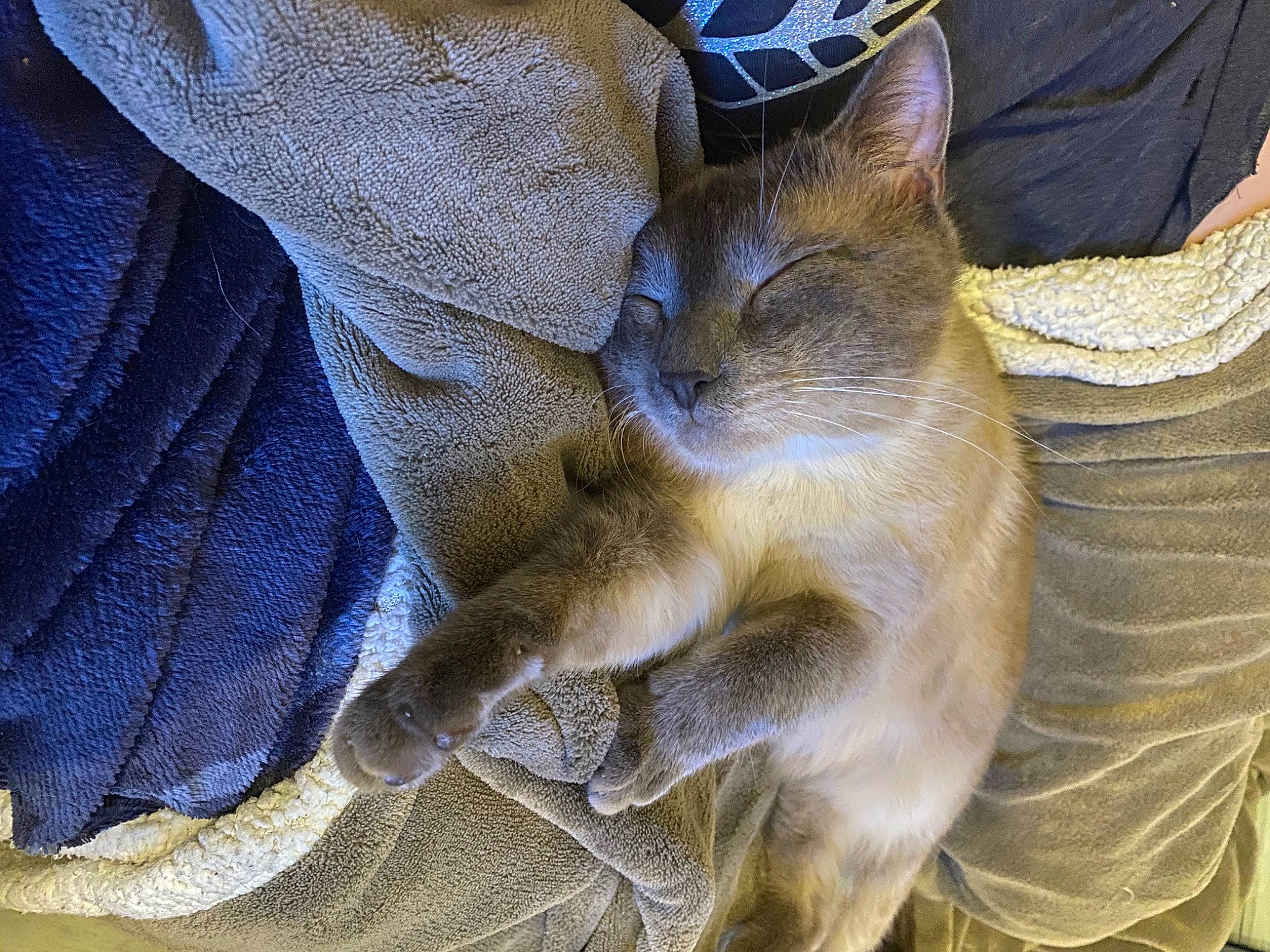 Grizou participe au concours pour gagner de l'argent avec cette photo : abyssinian, burmese, carnivore, cat, chausie, fawn, felidae, fur, kitten, mammal, russian_blue, siamese, small_to_medium_sized_cats, tail, thai, tonkinese, whiskers