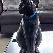 Sammy is registered to the contest to win money with this photo: cat, gray_cat, blue_collar, table, wooden_table, couch, pillows, indoor, pet, animal, feline, sitting, looking_sideways, fur, domestic_cat, home, furniture, living_room, quiet, calm