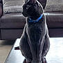 cat, gray_cat, blue_collar, table, wooden_table, couch, pillows, indoor, pet, animal, feline, sitting, looking_sideways, fur, domestic_cat, home, furniture, living_room, quiet, calm