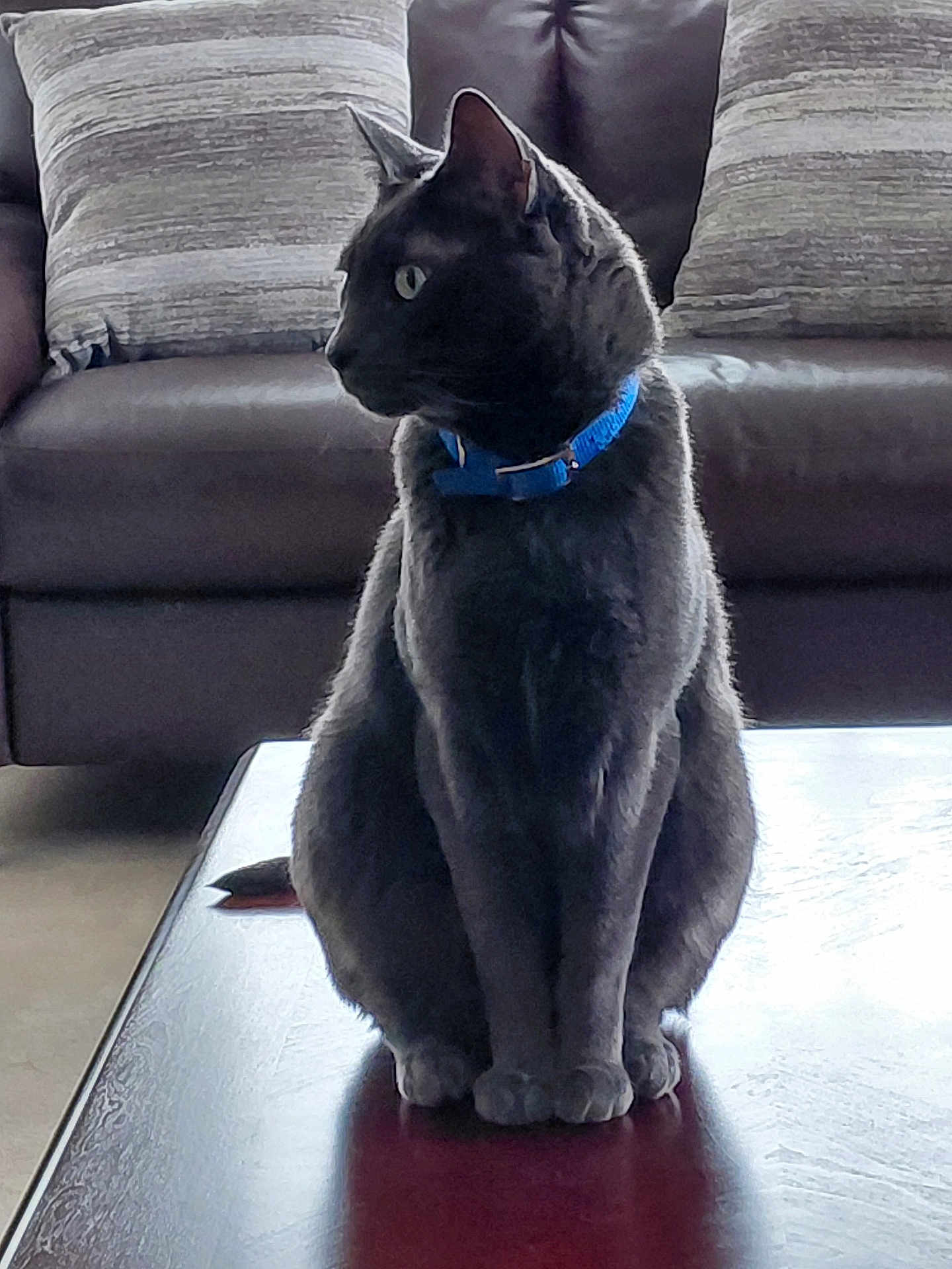 Sammy is registered to the contest to win money with this photo: cat, gray_cat, blue_collar, table, wooden_table, couch, pillows, indoor, pet, animal, feline, sitting, looking_sideways, fur, domestic_cat, home, furniture, living_room, quiet, calm