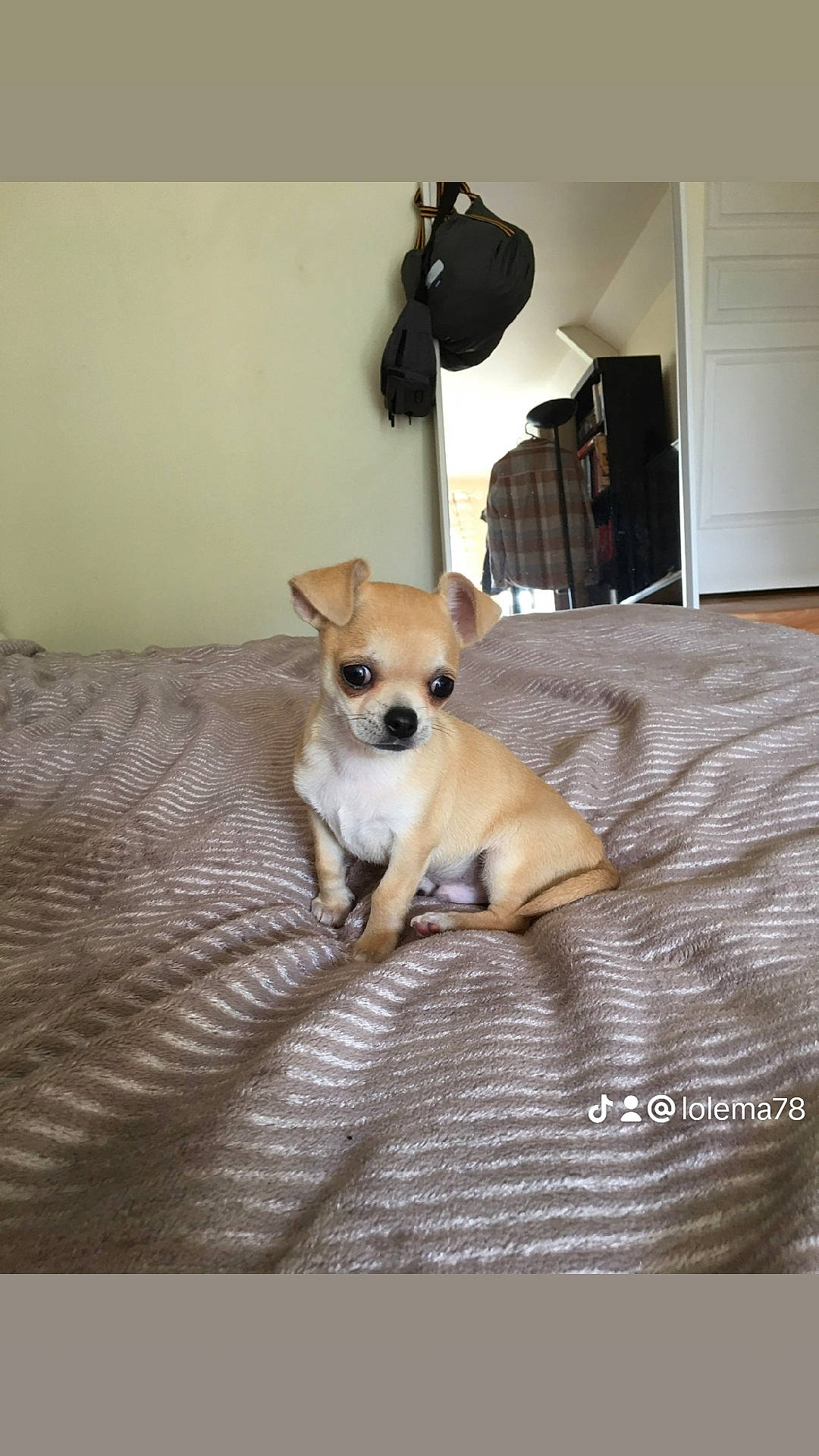 Dobby a rejoint le concours — aidez-le/la à gagner de superbes lots ! cabinetry, carnivore, chihuahua, collar, comfort, companion_dog, dog, dog_breed, dog_supply, fawn, flooring, hardwood, lamp, linens, pet_supply, rectangle, tail, toy_dog, wood, working_animal