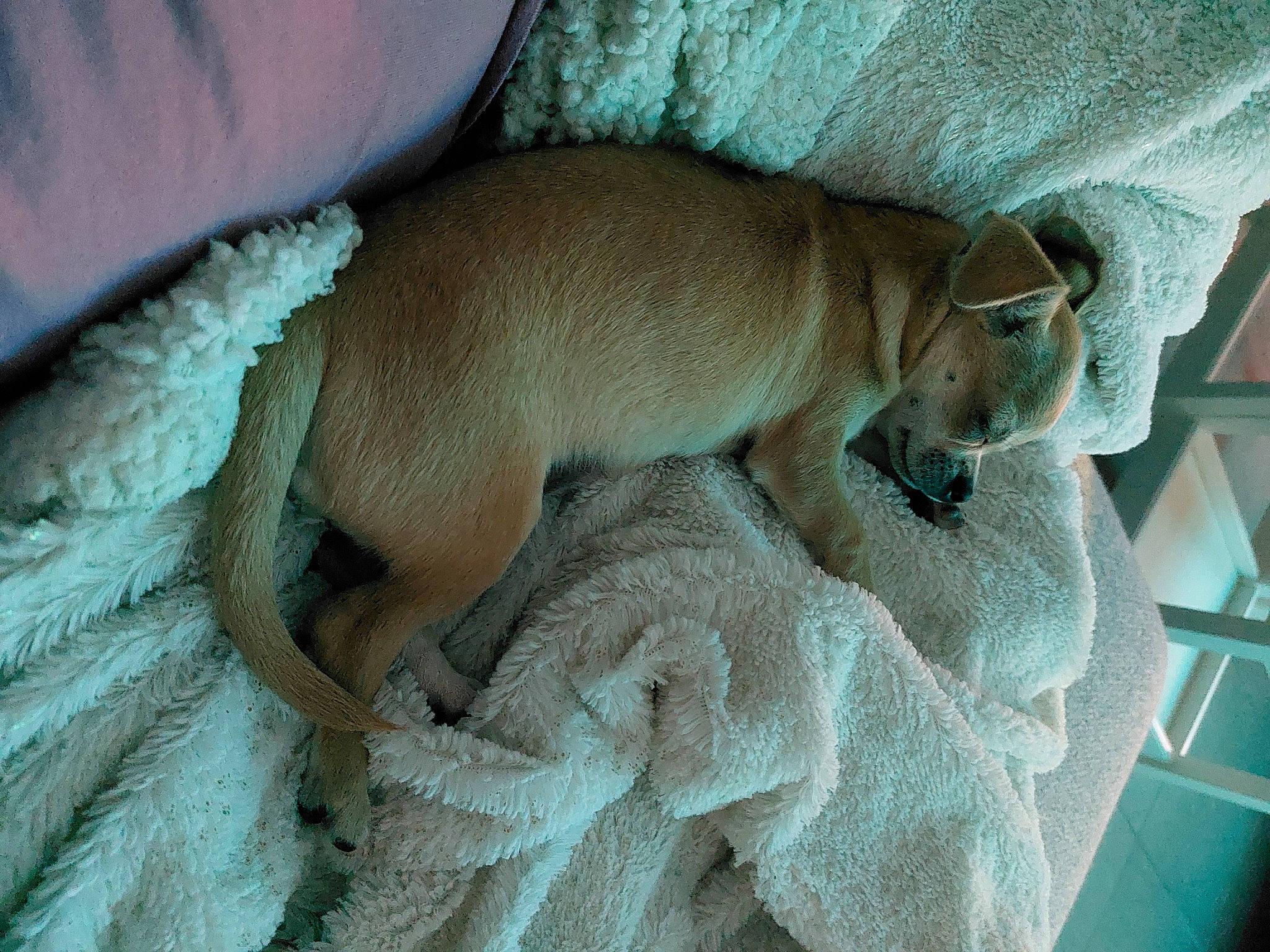 Dobby participe au concours pour gagner de l'argent avec cette photo : canidae, carnivore, comfort, companion_dog, dog, dog_bed, dog_breed, fawn, felidae, fur, linens, nap, pet_supply, small_to_medium_sized_cats, snout, sporting_group, tail, terrestrial_animal, whiskers, working_animal