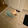 Lucy joined the competition — help win amazing prizes! animal, blue_sweater, canine, companion, curious, cute, dog, domestic_animal, door, ears_up, floor_mat, french_bulldog, household, indoor, looking_up, pet_clothing, short_hair, small_dog, standing, tile_floor