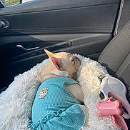 Lucy joined the competition — help win amazing prizes! accessory, blue, car_door, car_interior, cozy, cute, dog, dog_bed, dog_clothing, fluffy, leash, pet, pink, relaxing, seat, sleeping, small_dog, sunlight, toy, window