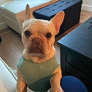 Lucy joined the competition — help win amazing prizes! dog, french_bulldog, pet, indoors, sweater, paw, living_room, couch, ottoman, floor, wood_floor, furniture, curtain, window, person, knees, canine, animal, cute, domestic_animal