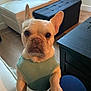 dog, french_bulldog, pet, indoors, sweater, paw, living_room, couch, ottoman, floor, wood_floor, furniture, curtain, window, person, knees, canine, animal, cute, domestic_animal