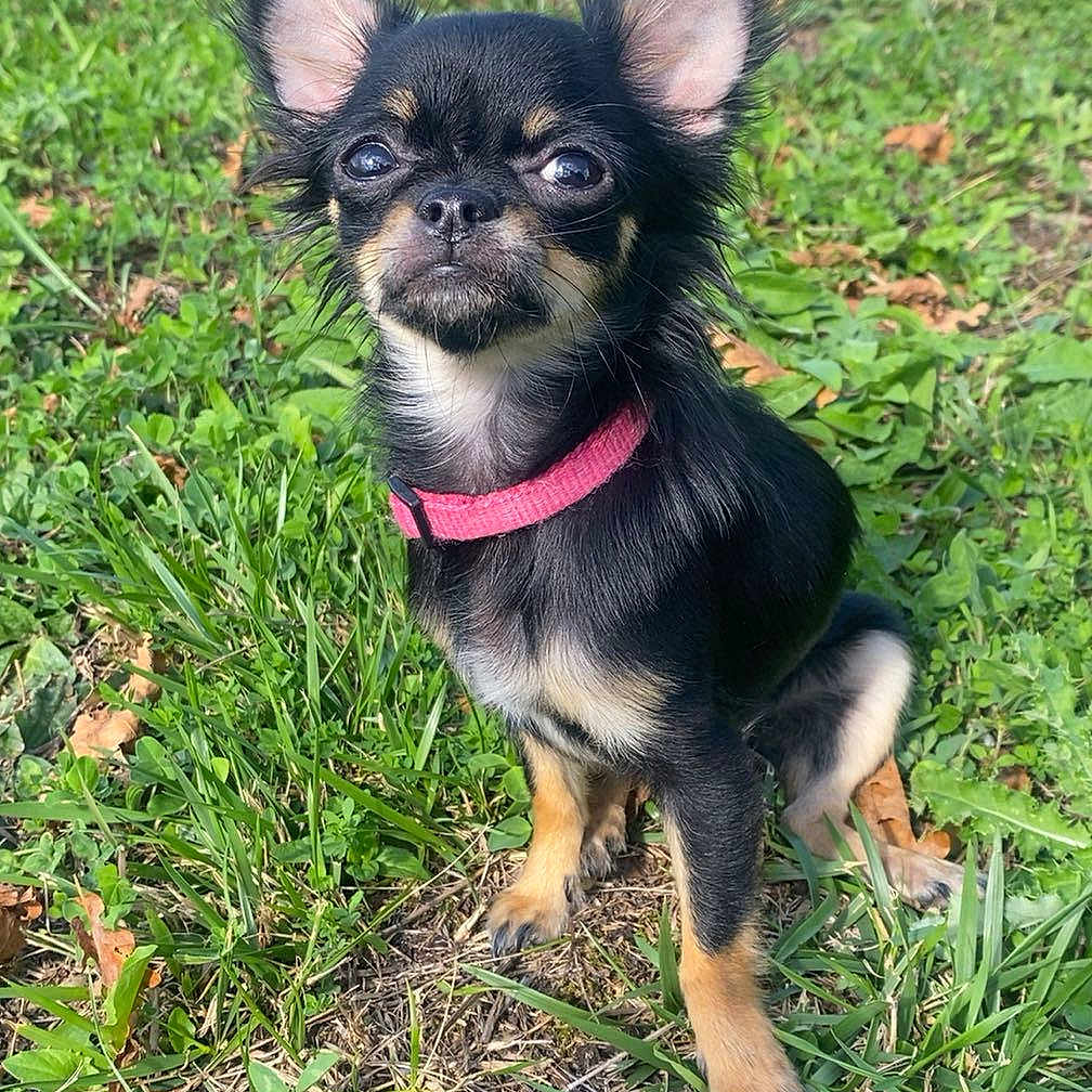 Minnie participe au concours pour gagner de l'argent avec cette photo : animal, chihuahua, cute, dog, ears, eyes, fur, grass, greenery, leaf, nature, outdoor, pet, pink_collar, puppy, sitting, small_dog, snout, sunlight, yellow_flowers