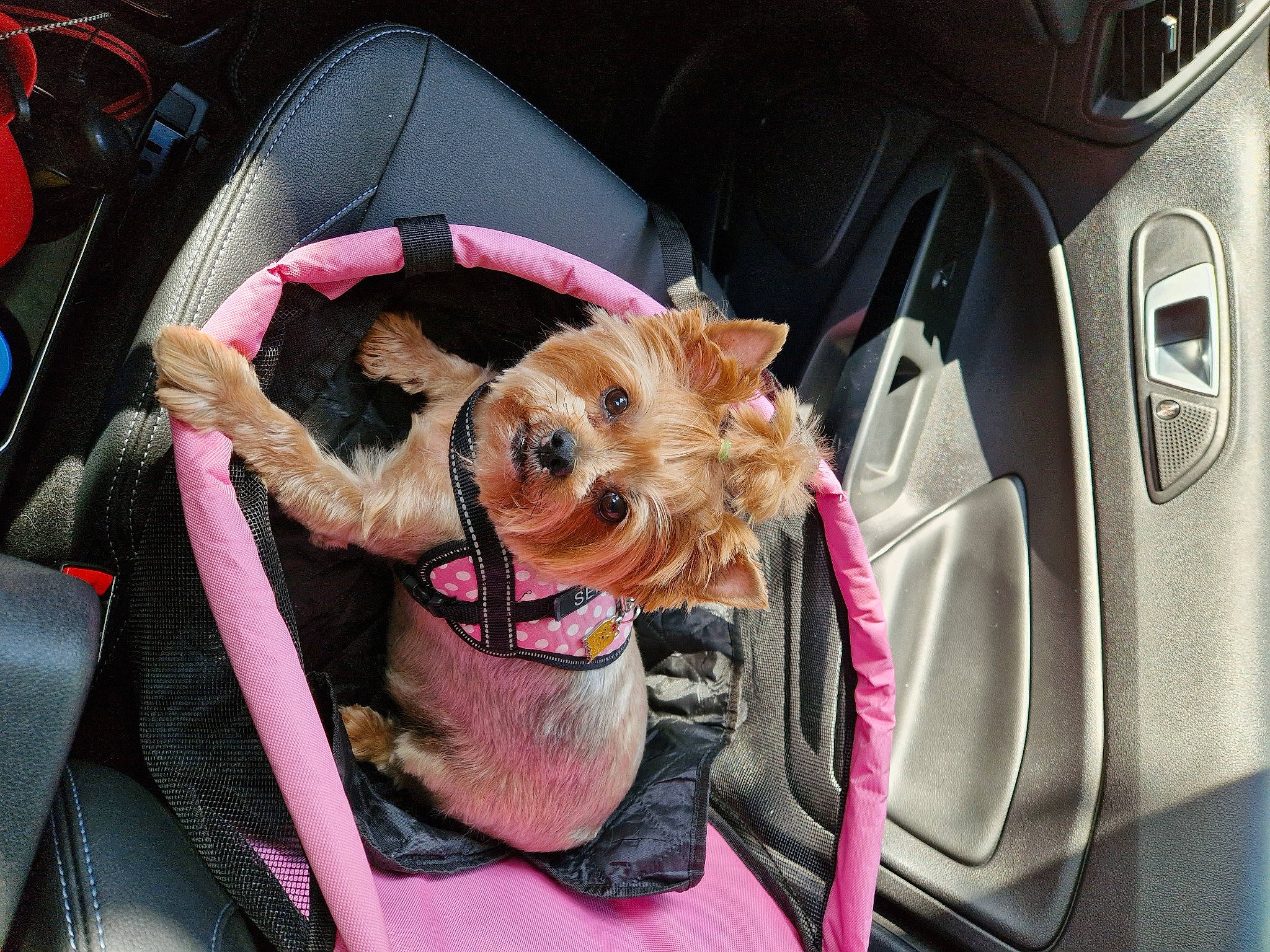 Jeepsie participe au concours pour gagner de l'argent avec cette photo : auto_part, automotive_design, automotive_exterior, car, car_seat, car_seat_cover, carnivore, companion_dog, dog, dog_breed, family_car, motor_vehicle, personal_luxury_car, pink, seat_belt, snout, steering_wheel, trunk, vehicle, vehicle_door