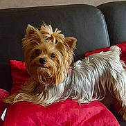 Patte participe au concours pour gagner de l'argent avec cette photo :