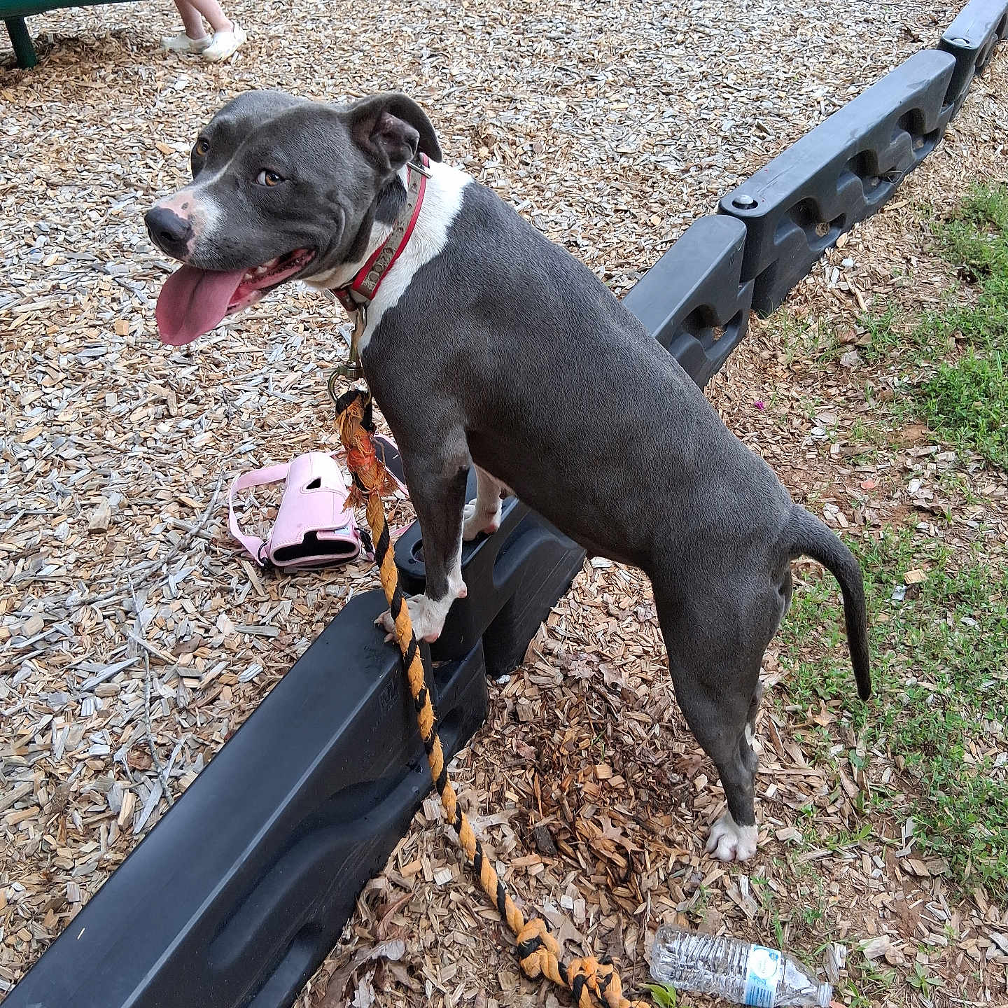 Luna Belle joined the competition — help win amazing prizes! animal, bag, child, collar, dog, grass, happy, leash, outdoor, park, person, pet, plastic_border, play, playground, summer, tongue_out, toy, water_bottle, wood_chips