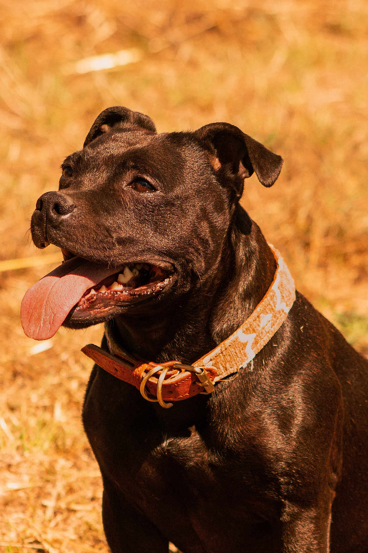Rmione participe au concours pour gagner de l'argent avec cette photo : dog, black_dog, panting, tongue_out, collar, pet, animal, canine, outdoor, sunlight, grass, happy, closeup, portrait, mammal, nature, summer, friendly, cute, domestic_animal