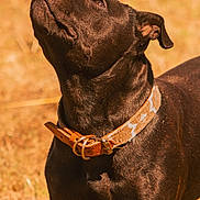 Rmione participe au concours pour gagner de l'argent avec cette photo : dog, black_dog, collar, pet, animal, outdoor, sunlight, grass, close_up, curious, looking_up, canine, mammal, fur, ears, snout, portrait, brown, nature, daytime