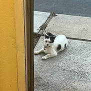 Cleopatra is registered to the contest to win money with this photo: cat, black_and_white, collar, sidewalk, concrete, doorframe, yellow_wall, outdoor, pet, animal, resting, curious, fur, whiskers, pavement, tag, quiet, calm, daytime, street