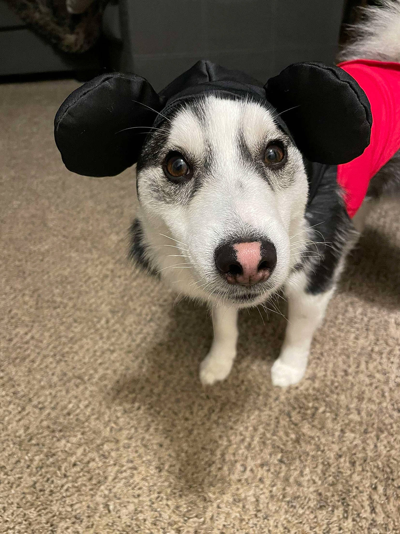 Mickey joined the competition — help win amazing prizes! ancient_dog_breeds, canidae, carnivore, companion_dog, dog, dog_breed, eye, flooring, foot, fur, paw, puppy, sled_dog, sporting_group, terrestrial_animal, whiskers, working_animal, working_dog