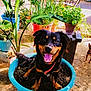 Tech is registered to the contest to win money with this photo: dog, plant, pot, soil, outdoor, sunlight, happy, tongue, black_dog, tan_dog, flowerpot, greenery, garden, animal, pet, nature, playful, smiling, canine, leash