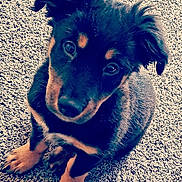 Tech is registered to the contest to win money with this photo: puppy, dog, pet, black_and_tan, fur, cute, carpet, indoor, animal, young, sitting, looking_up, ears, paws, adorable, companion, mammal, closeup, canine, friendly