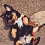 Tech is registered to the contest to win money with this photo: puppy, dog, carpet, toy, plush, hedgehog, cute, pet, fur, lying_down, playful, small_dog, indoor, animal, brown, black, white, paw, ears, nose