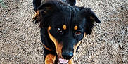 Tech is registered to the contest to win money with this photo: dog, black_dog, tan_markings, soccer_ball, playing, outdoor, dirt_ground, paw, pet, animal, cute, happy, tail, ears, mouth_open, fur, looking_up, active, canine, playful