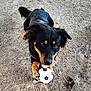 dog, black_dog, tan_markings, soccer_ball, playing, outdoor, dirt_ground, paw, pet, animal, cute, happy, tail, ears, mouth_open, fur, looking_up, active, canine, playful