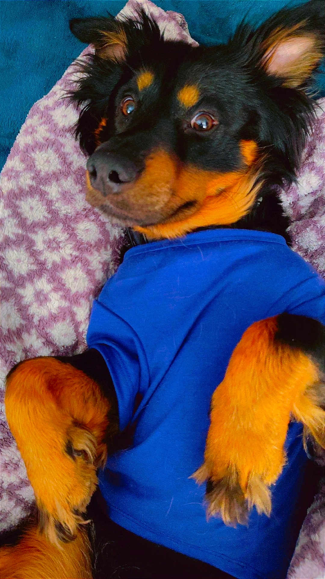 Tech is registered to the contest to win money with this photo: dog, pet, lying_down, blue_shirt, black_fur, orange_fur, blanket, curious, ears_up, paw, fur, cute, indoor, close_up, canine, animal, snuggle, resting, portrait, soft