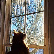 Alfie is registered to the contest to win money with this photo: animal, cat, cold, daylight, frost, glass, house, icicles, indoor, looking, mammal, nature, pet, reflection, silhouette, sky, sunlight, tree, window, winter