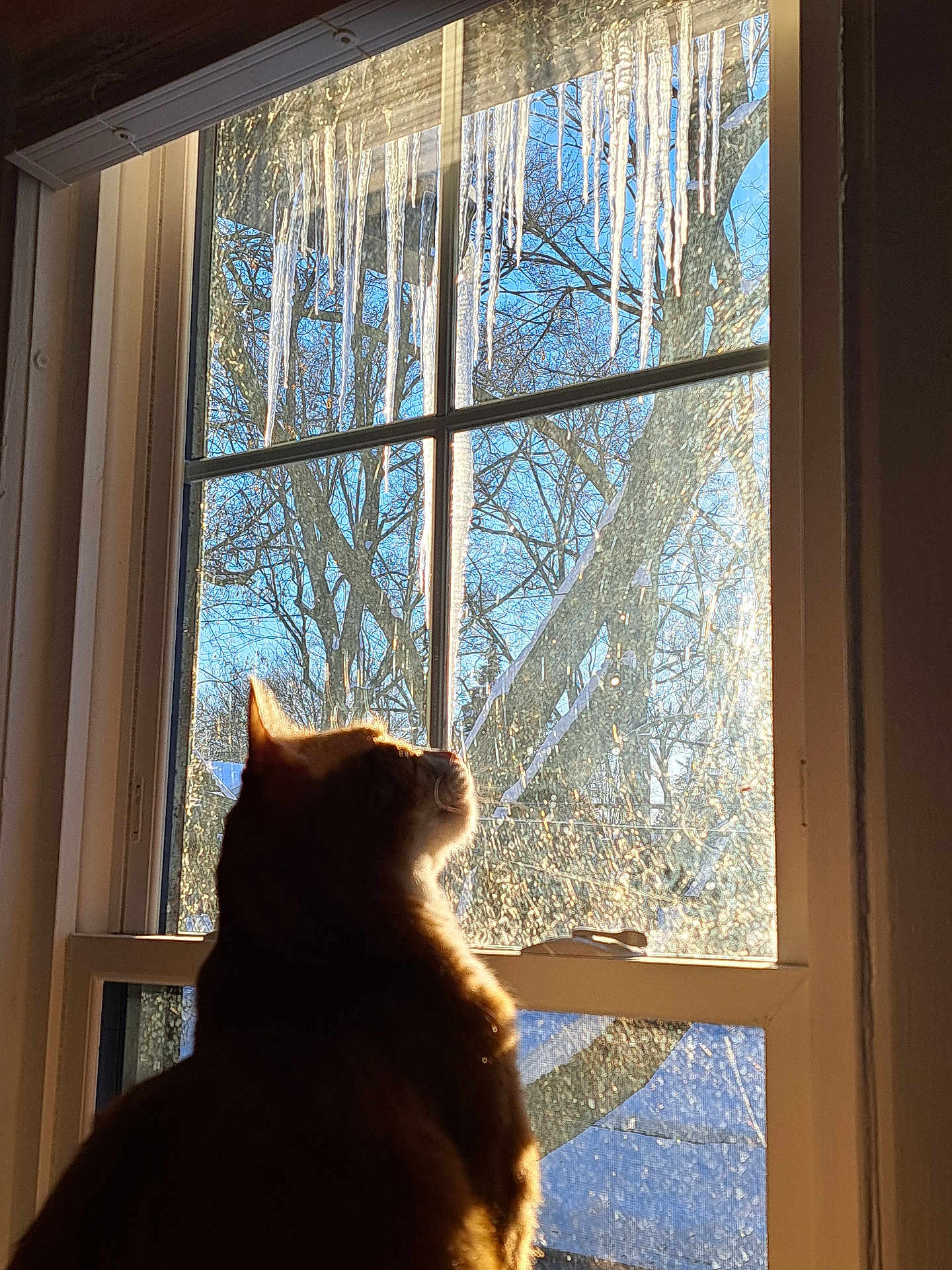 Alfie is registered to the contest to win money with this photo: animal, cat, cold, daylight, frost, glass, house, icicles, indoor, looking, mammal, nature, pet, reflection, silhouette, sky, sunlight, tree, window, winter