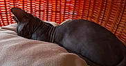 Jack Jack is registered to the contest to win money with this photo: animal, blanket, cat, close_up, comfort, cozy, furniture, hairless_cat, indoor, orange_chair, pattern, pet, quiet, relaxing, resting, sleeping, soft_texture, sphynx_cat, warm_light, woven_chair