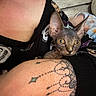 Jack Jack is registered to the contest to win money with this photo: animal, black_clothing, cat, close_up, curious, cute, eyes, hairless_cat, holding, human_arm, indoor, pattern, person, pet, portrait, skin, sphynx_cat, tattoo, wooden_background, yellow_eyes