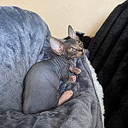 Jack Jack is registered to the contest to win money with this photo: animal, blanket, cat, couch, cozy, curious, ears, eyes, feline, gray, hairless_cat, home, indoor, pet, portrait, relaxed, resting, soft_texture, sphynx_cat, wrinkled_skin