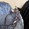 animal, blanket, cat, couch, cozy, curious, ears, eyes, feline, gray, hairless_cat, home, indoor, pet, portrait, relaxed, resting, soft_texture, sphynx_cat, wrinkled_skin