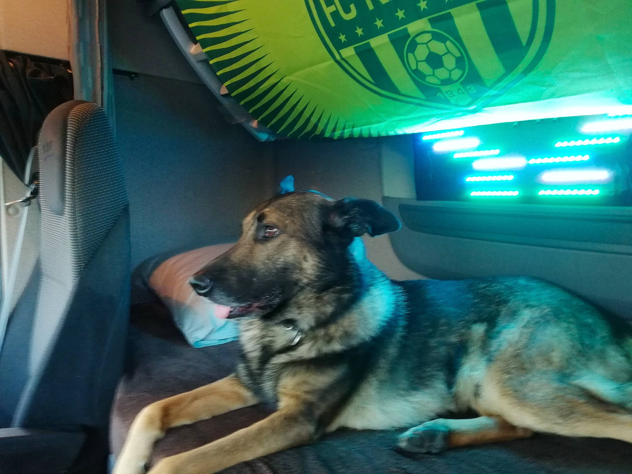 Joe a rejoint le concours — aidez-le/la à gagner de superbes lots ! canidae, car_seat_cover, carnivore, companion_dog, display_device, dog, dog_breed, dog_supply, door, fawn, fur, guard_dog, logo, puppy, room, snout, sporting_group, vehicle_door, working_animal, working_dog