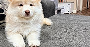 Simba is registered to the contest to win money with this photo: puppy, dog, indoor, couch, gray, fluffy, pet, young, cute, fur, relaxed, home, living_room, animal, domestic, cozy, resting, small, companion, adorable